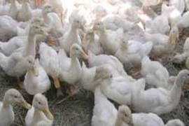Tuồn 600 con vịt 'dính' cúm gia cầm vào TP.HCM tiêu thụ