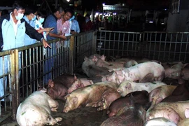 Dồn sức chăm đàn heo giống 'cụ kỵ, ông bà' trong 'mùa dịch tả'