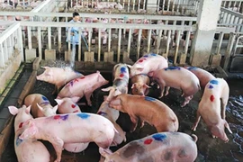 Người bán thịt heo bị viêm màng não