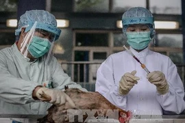 WHO khuyến cáo phòng chống dịch cúm A/H7N9