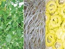 Ăn uống chống nắng nóng