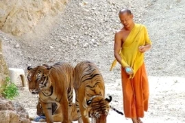 Mặt trái đáng thương của ngôi đền hổ nổi tiếng