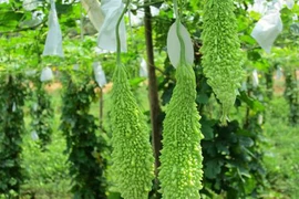 Tác dụng phụ của khổ qua