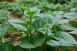 Bài thuốc hiệu quả từ rau mồng tơi chữa 9 bệnh hay gặp 