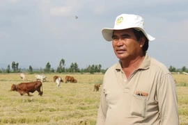 “Vua lúa” cũng bỏ cây lúa