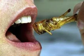 Ăn côn trùng giúp não người tiến hóa?