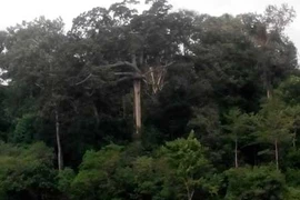 Bí ẩn lời nguyền: “Rừng loạn luân”