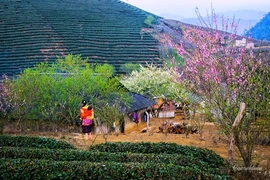 Lung linh mùa xuân trong nắng miền Tây Bắc