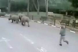 Tê giác 'vượt ngục' khi nhân viên bảo vệ sở thú ngủ gật