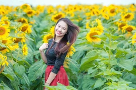 Giới trẻ xứ Nghệ đổ xô đi chiêm ngưỡng rừng "hoa Mặt Trời"