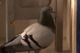 Bồ câu bị bắt giam vì nghi làm gián điệp
