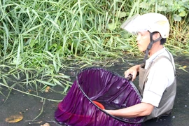 Clip nghề vớt lăng quăng trên những dòng kênh 'chết'