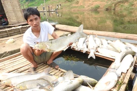 Vụ ô nhiễm sông Bưởi: Phạt 4 tỉ, buộc “rửa” sạch ô nhiễm