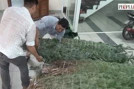 Clip: Cây thông nhập từ Mỹ 'cháy hàng' mùa Noel
