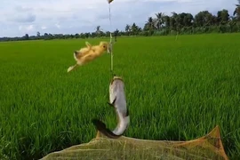 Clip: Những kiểu câu cá độc lạ