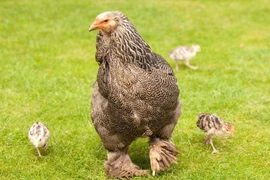 Gà khổng lồ có cân nặng lên tới 10 kg