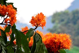 Ngắm hoa vàng anh, 'đặc sản' của rừng Cúc Phương