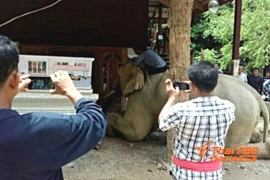 Voi quỳ gối, vĩnh biệt chủ nhân trong quan tài