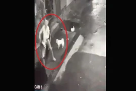 2 chú chó siêu cute, rượt tên trộm chạy té khói