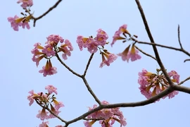 Hoa kèn hồng nở rộ, khoe sắc ở các tuyến đường TP.HCM
