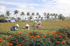 Long An sẳn sàng đón chào mùa xuân mới