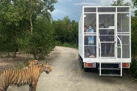 Khoảng 50.000 lượt du khách đến Long An trong dịp tết Nguyên đán