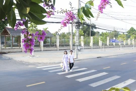 Về xứ dừa ngắm hoa bằng lăng khoe sắc tím