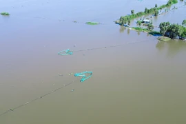 Lũ nhỏ, mưu sinh mùa lũ ở Long An thất thu 
