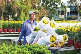 Làng hoa Sa Đéc sẳn sàng phục vụ thị trường tết