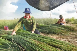 Người dân Long An kiếm trăm triệu mỗi năm nhờ trồng cỏ bàng