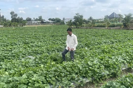 Long An: Nông dân điêu đứng vì giá rau giảm mạnh 