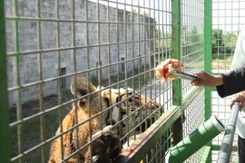 Vườn Thú Mỹ Quỳnh thông báo hết dịch cúm A/H5N1