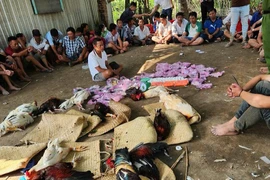 Long An triệt phá ổ đá gà quy mô lớn, thu giữ trên 300 triệu đồng