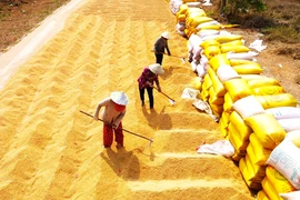 Nhọc nhằn mưu sinh với nghề “phơi nắng” giữa mùa lúa chín
