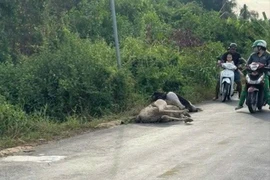 Phát hiện 10 con đà điểu trên đường, 6 con đã chết