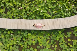 Đến Ninh Bình ngắm Hang Múa mùa sen nở 