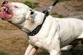 Bị hàng xóm đánh, về nhà lùa chó qua cắn trả thù