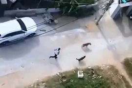 Người thả chó cắn hàng xóm bị đề nghị truy tố tội giết người