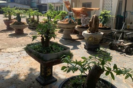 Góc nhìn pháp lý vụ xử phạt và tịch thu 42 cây mai vàng ở Côn Đảo