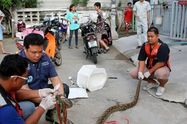 Bị rắn cắn trúng “cậu bé” khi đang đi vệ sinh