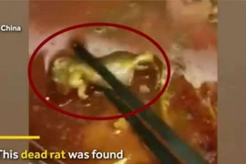Ăn nửa nồi lẩu mới thấy nguyên xác chuột dưới đáy nồi ​