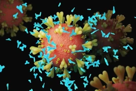 Xác định được kháng thể có thể chống mọi biến thể của virus SARS-CoV-2
