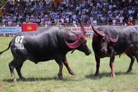 Chen lấn, xô đẩy vào xem lễ hội chọi trâu Đồ Sơn 2019