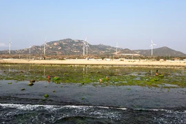 Mùa rong biển ở Ninh Thuận: Ngư dân chờ thủy triều hạ để thu 'lộc biển' 