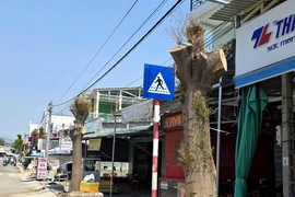 Khánh Hòa: Tỉa nhánh 'quá tay' khiến hàng cây xanh đẹp bị cắt trụi 