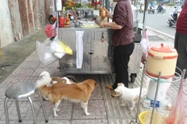 Ở TP.HCM, chó thả rông rất nhiều