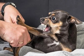 Thêm một bé trai 7 tuổi bị chó Pitbull cắn tử vong