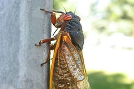 Nhập viện sau chầu nhậu... ve sầu
