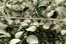Người trồng táo Ninh Thuận mất mùa vì bụi do thi công cao tốc
