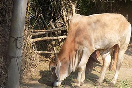 Mất bò, chủ đi kiếm thì chỉ còn... bộ lòng
